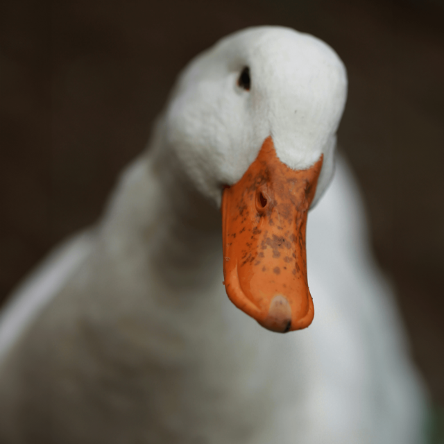 Abbildung der Beitrag Ganslmenü in der Genusslaube